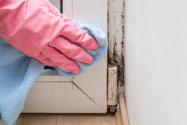 Best Mold Damage Restoration  in Peru, IN